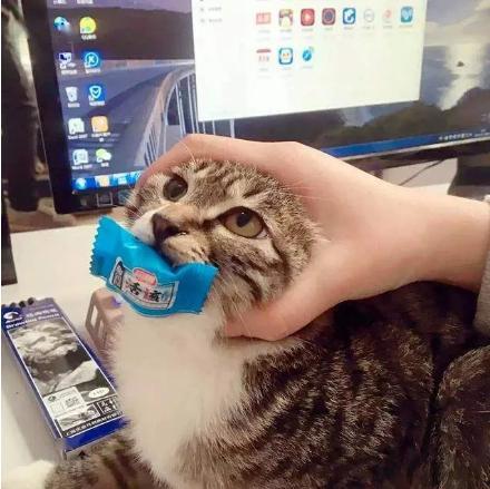 娱乐吃瓜菌猫猫视频,揭秘娱乐圈幕后趣闻